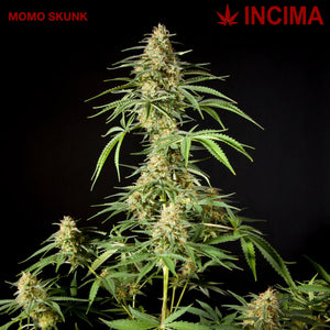 MOMO SKUNK cuttings - CBD