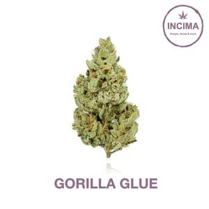 Gorilla Glue - CBD