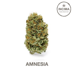 Amnesia - CBD
