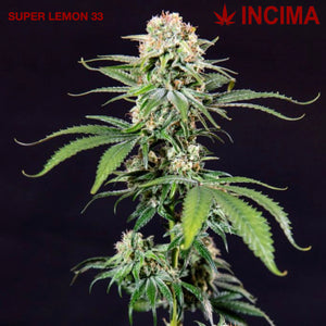 SUPER LEMON 33 cuttings - CBD